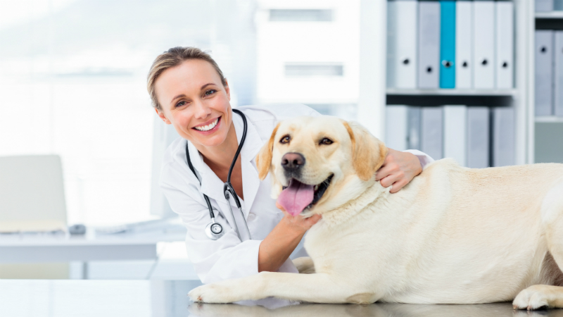 Leaving Your Puppy in Caring Hands at Alexandria Boarding Facilities