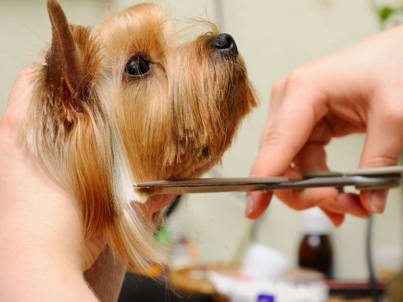 Finding the Right Dog Groomer in Parkville MO