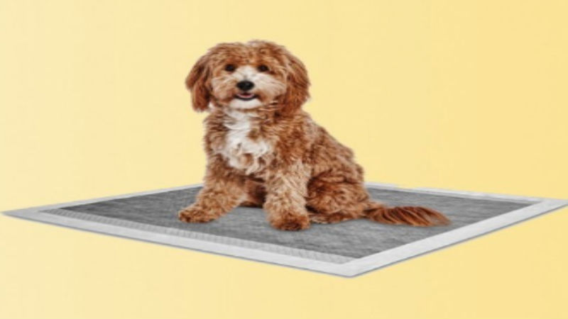 Need Puppy Pads? 6 Reminders You Should Know