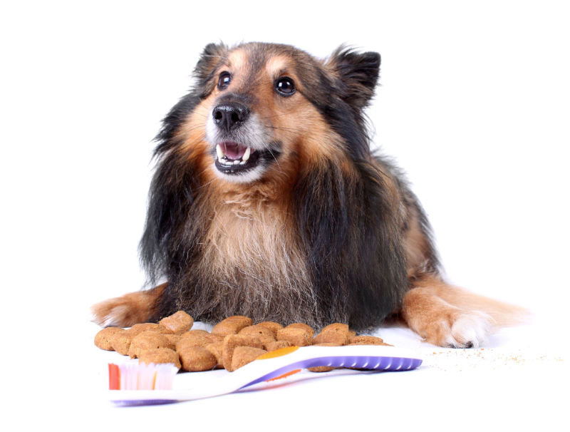 Causes of Severe Canine Halitosis and Some Surprisingly Simple Treatments