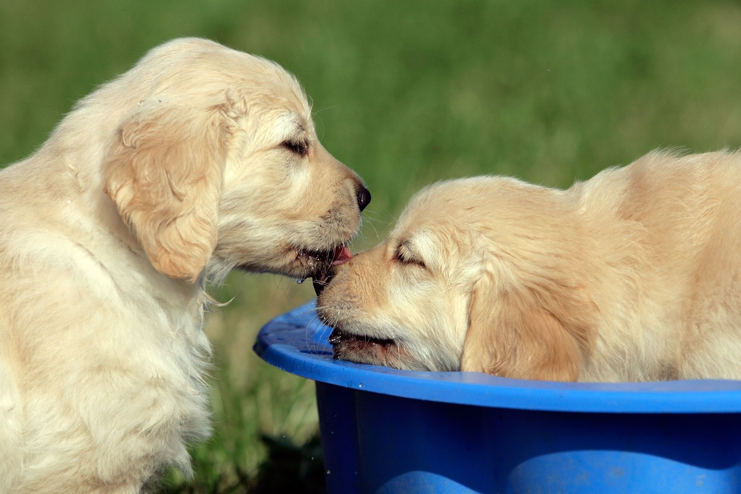 Treat Your Dog at the Dog Spa Center in Denver