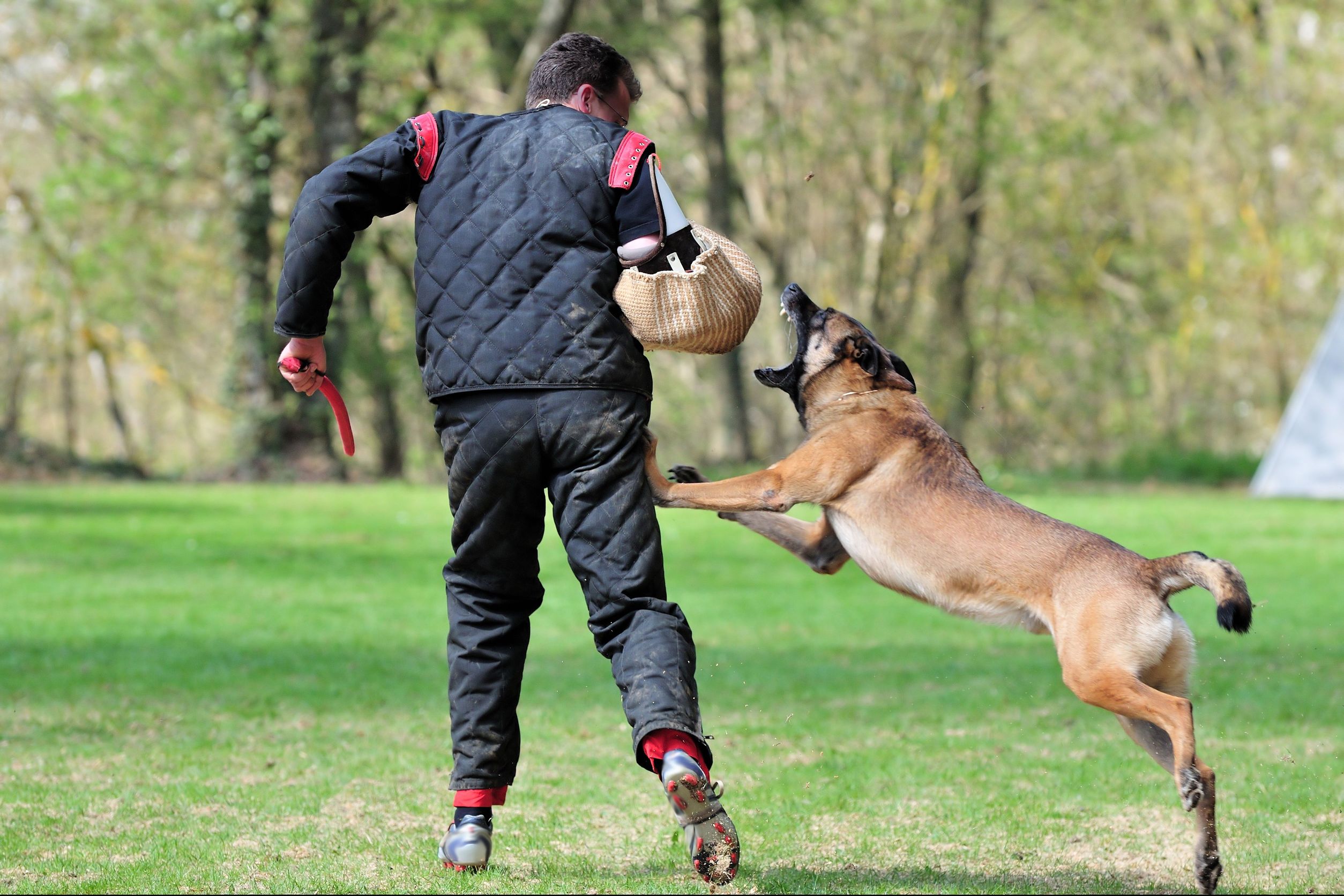 Services Provided During a Dog Grooming Appointment in Murrieta, CA