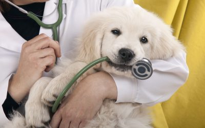 Signs of a Trustworthy Vet Surgeon in Louisville, KY