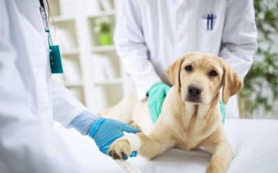 Experience superior pet care at a renowned animal clinic in Los Angeles.