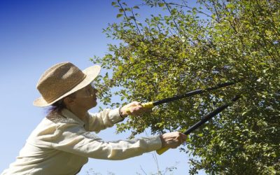 Raise The Canopy in Omaha: Strategies For Expanding And Maintaining Urban Tree Canopies