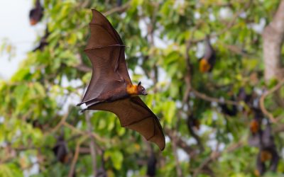 Preventing Re-Entry: The Role of Bat Exclusion in St. Louis, MO, in Long-Term Property Protection